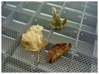 Die Lichtschachtabdeckung mit Aluminium Gewebe bietet wirksamen Schutz vor Insekten, Frösche, Mäuse usw Wenn Mäuse und andere Insekten in freme Keller eindringen, hilft der Lichschachtschutz mit Alu Gewebe